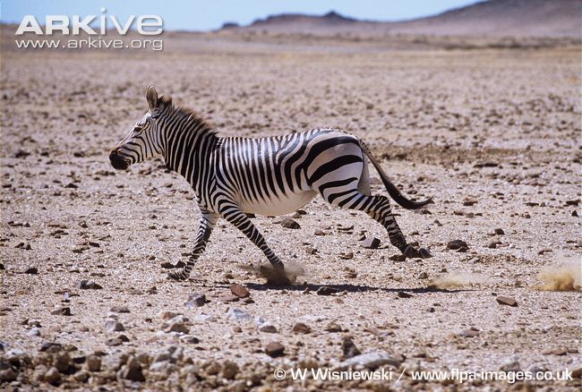 Racing Stripes II: Escaping Extinction